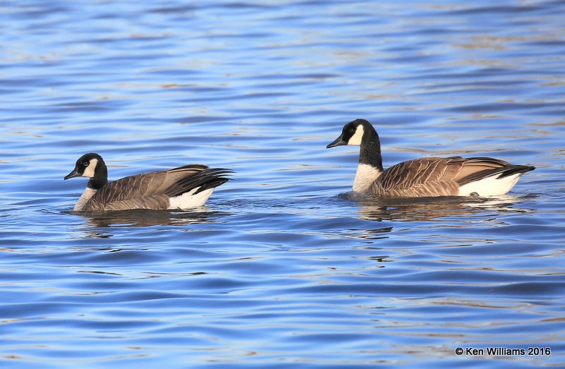 Canada Geese - Lesser left &  Common right, Garfield Co, OK, 1-11-16, Jp_45337.JPG