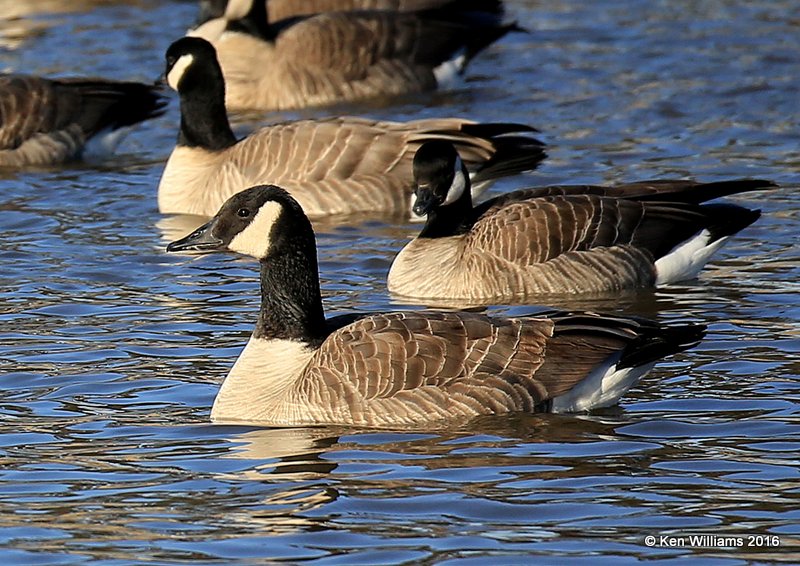 Canada Goose - Common, Garfield Co, OK, 1-11-16, Jp2_45293.JPG