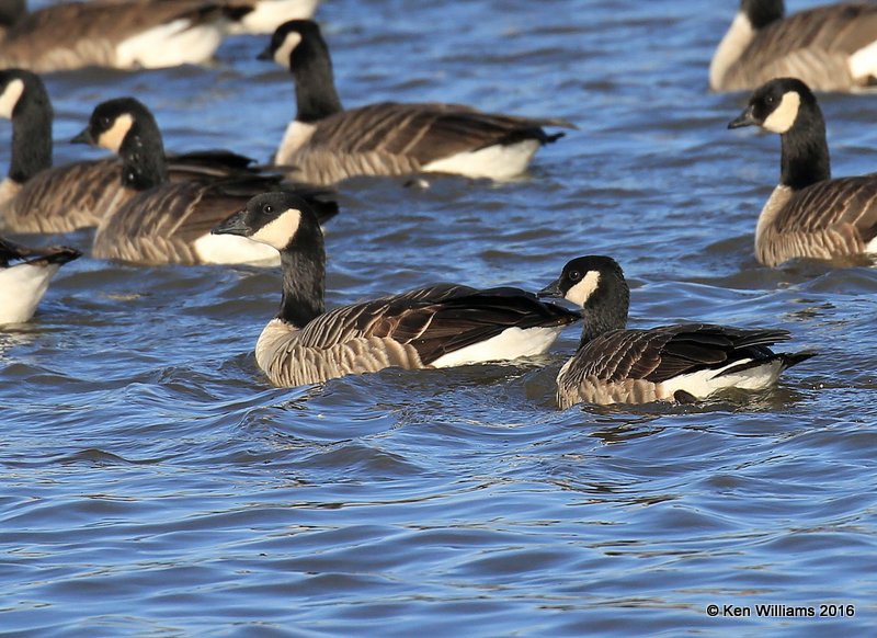 Canada Geese - Common left & Cackling Goose right, Garfield Co, OK, 1-11-16, Jp_45271.JPG