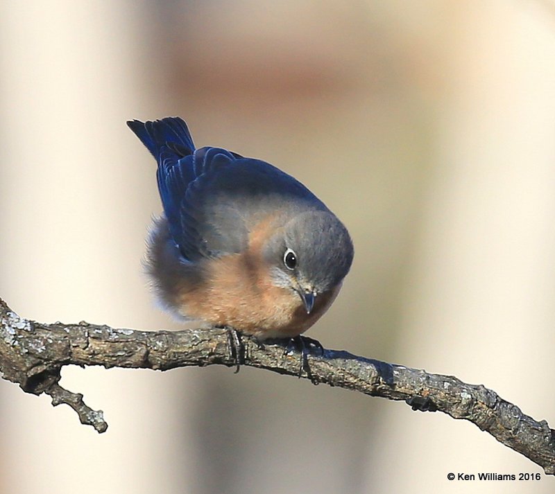 Eastern Bluebird female, Sequoyah Co, OK, 1-12-16, Jp_45421.JPG