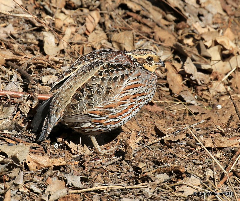 Northern Bobwhite Quail female, Alfalfa Co, OK, 1-11-16, Jp_45204.JPG