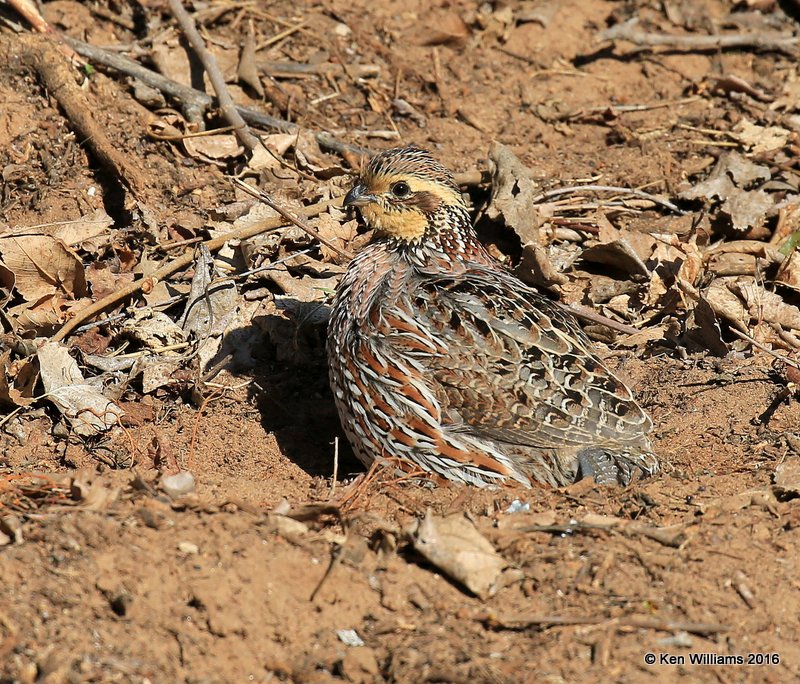 Northern Bobwhite Quail female, Alfalfa Co, OK, 1-11-16, Jp_45214.JPG