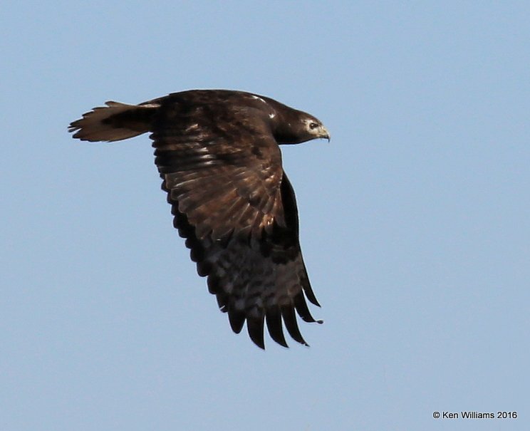 Red-tailed Hawk - Harlan's dark morph, Garfield Co, OK, 1-11-16, Jpa _45268.JPG