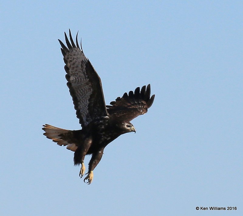 Red-tailed Hawk - Harlan's dark morph, Garfield Co, OK, 1-11-16, Jpa_45264.JPG