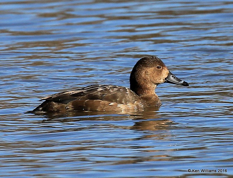 Redhead female, Sequoyah Co, OK, 1-12-16, Jp_45728.JPG