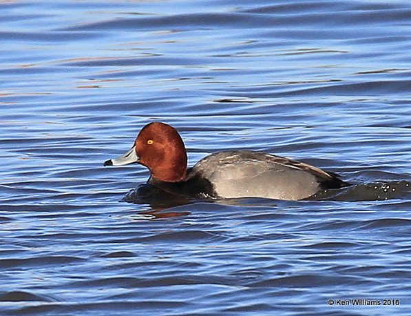 Redhead male, Garfield Co, OK, 1-11-16, Jp_45309.JPG