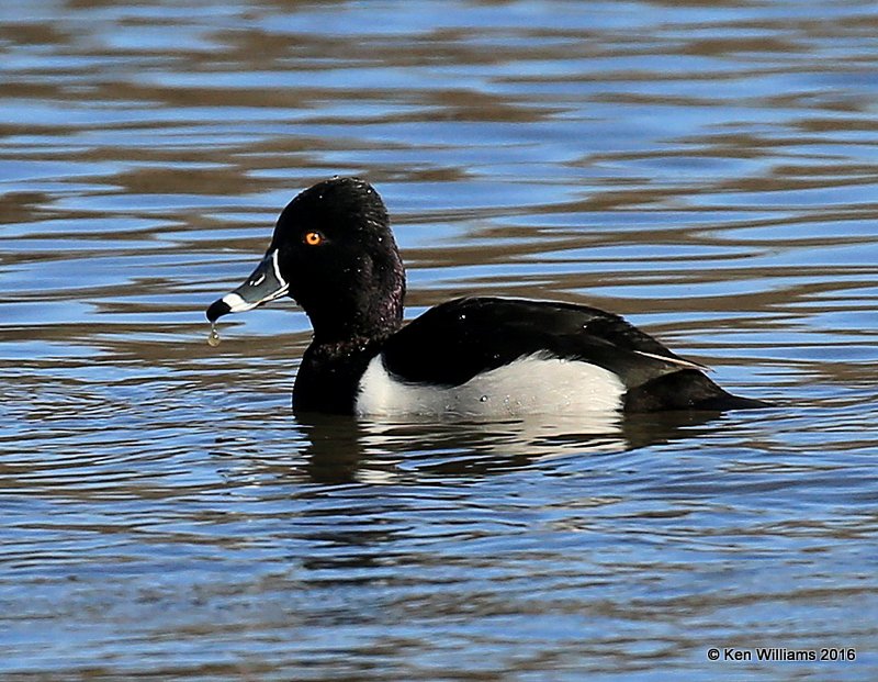 Ring-necked Duck male, Sequoyah Co, OK, 1-12-16, Jp_45724.JPG