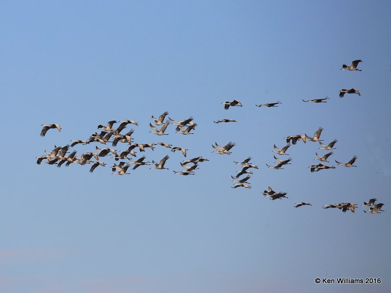 Sandhill Crane flock, Grant Co, OK, 1-11-16, Jp_45099.JPG