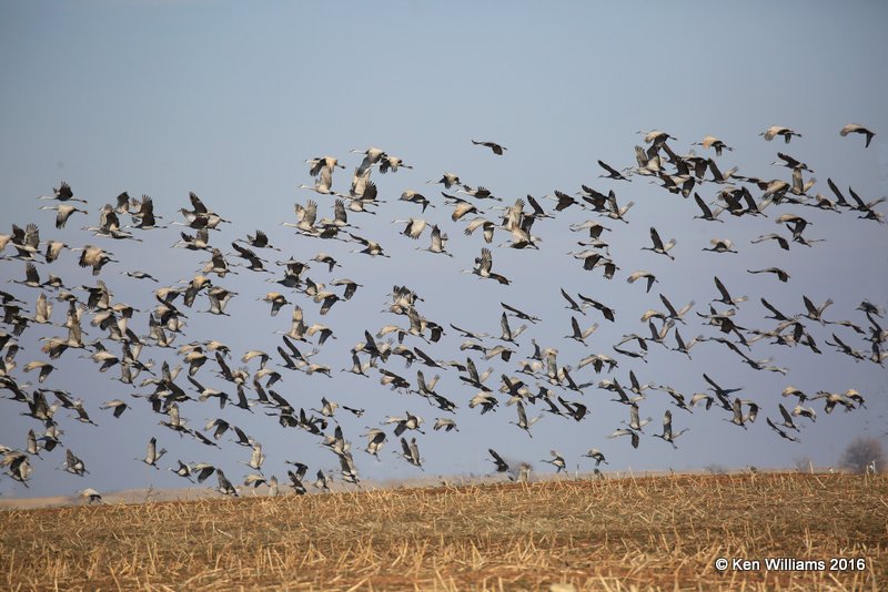 Sandhill Crane flock, Grant Co, OK, 1-11-16, Jp_45118.JPG