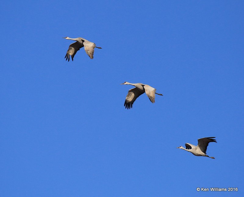 Sandhill Cranes, Grant Co, OK, 1-11-16, Jp_45112.JPG
