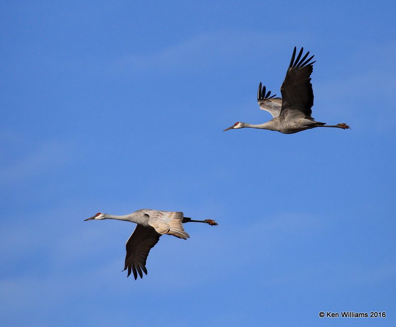 Sandhill Cranes, Grant Co, OK, 1-11-16, Jp_45121.JPG