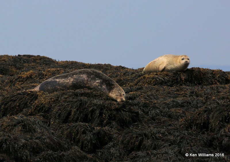 Gray & Harbor Seals, Machias Seal Island, ME, 7-12-15, Jp_2491.JPG