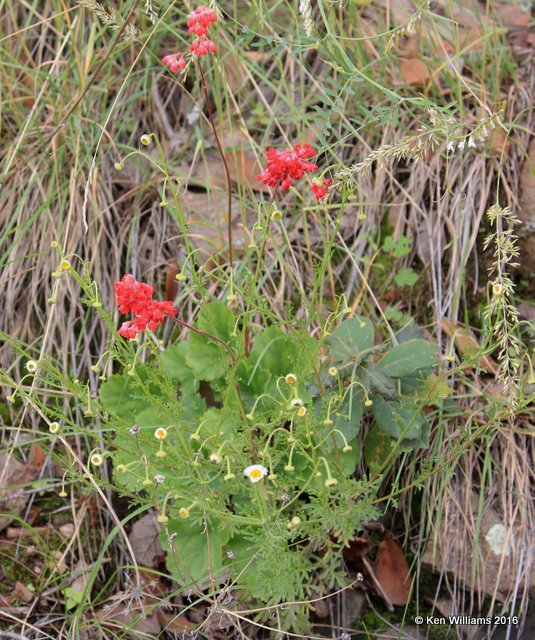 Coralbells, Heuchera sanguinea, Carr Canyon, Herford, AZ, 8-21-15, Jp7_0134.jpg