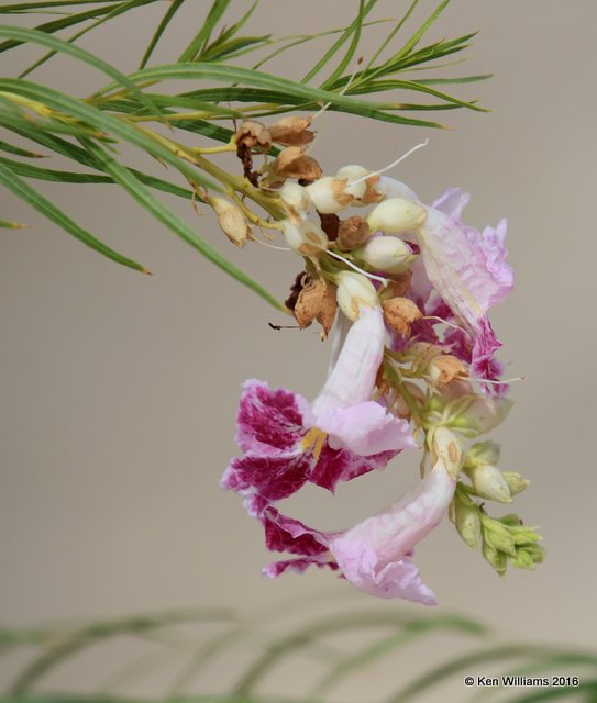 Desert Willow, Chilopsis linearis, Bosque del Apache National Wildlife Refuge, 8-26-15, Jp7_2944.jpg