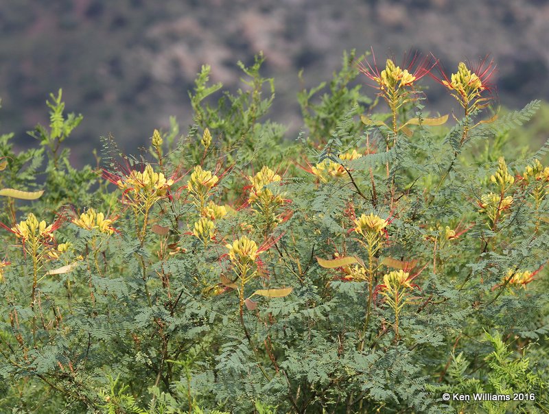 Bird of Paradise, Portal, AZ, 8-17-15, Jp7_6039.jpg