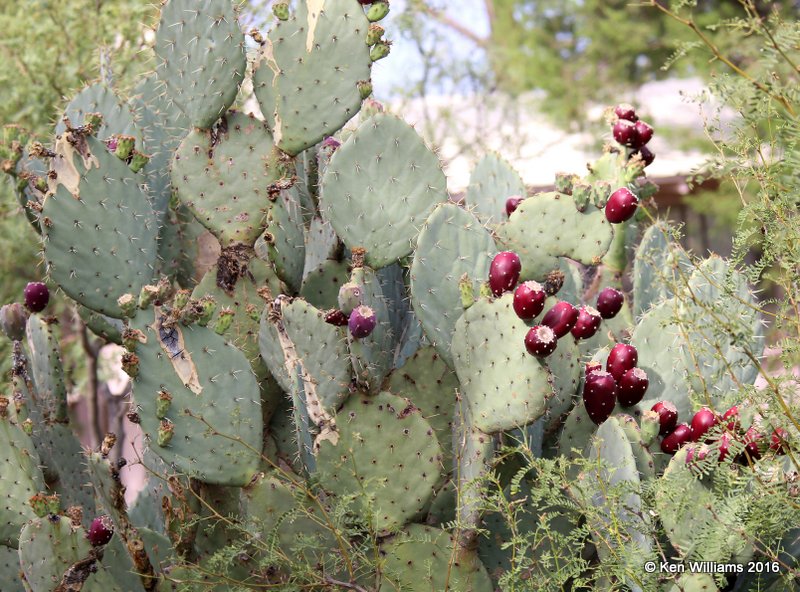 Prickly Pear Cactus, Portal, AZ, 8-16-15, Jp7_5730.jpg