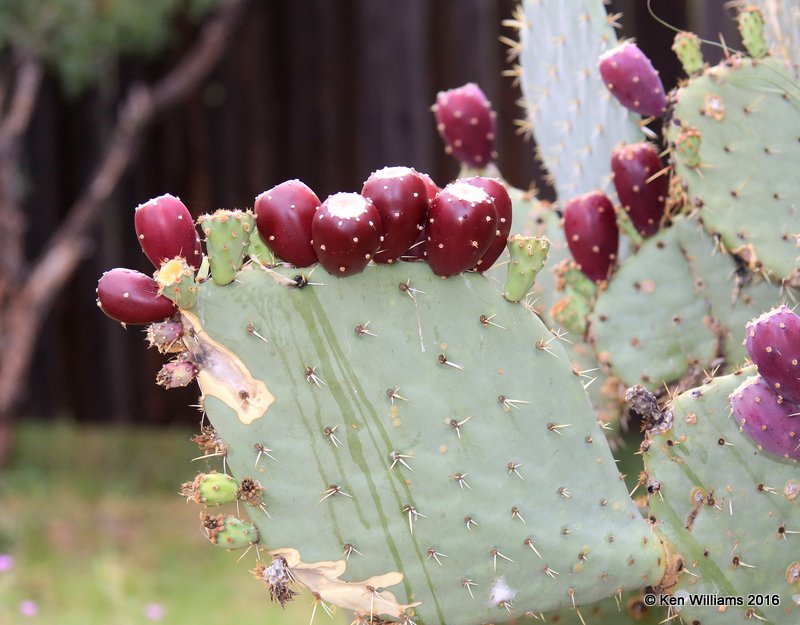 Prickly Pear, Portal, AZ, 8-17-15, Jp7_5988.jpg