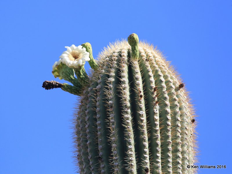 Saguaro Cactus, Cereus giganteus blooms, Saguaro National Park, AZ, 8-24-15, Jp7_2046.jpg