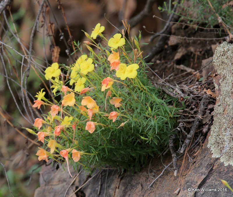 Saltillo Evening Primrose, Oenothera stubbei, Carr Canyon, Herford, AZ, 8-21-15, Jp7_0121.jpg