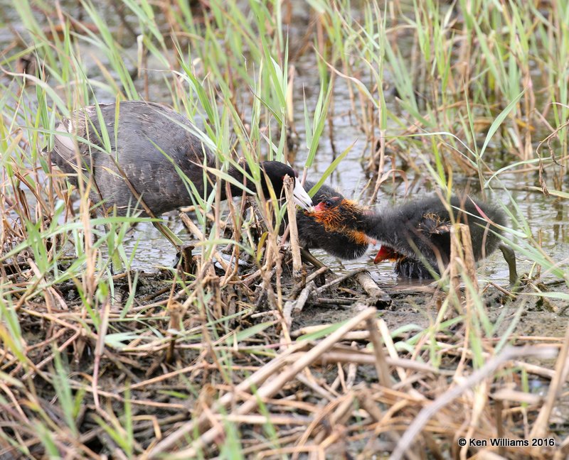 American Coot chicks, Hackberry Flats, OK, 8-13-15, Jp_3609.JPG