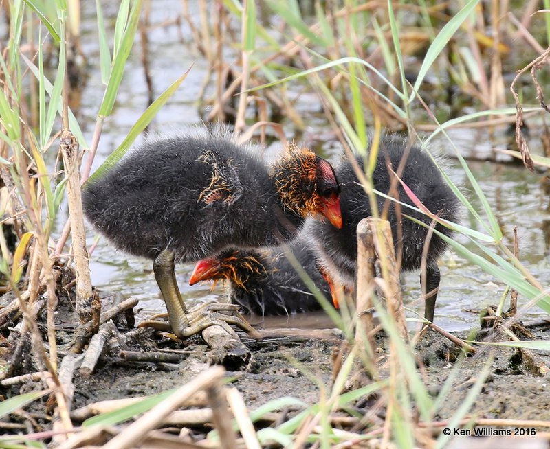 American Coot chicks, Hackberry Flats, OK, 8-13-15, Jp_3614.JPG