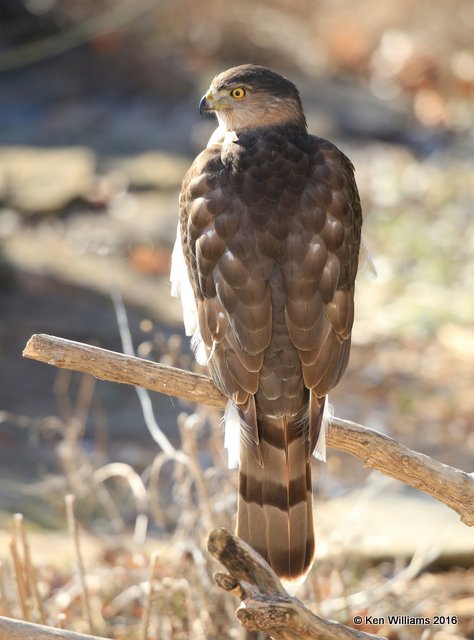 Cooper's Hawk juvenile, Rogers Co, OK, 1-22-16, Jpa_45964.JPG