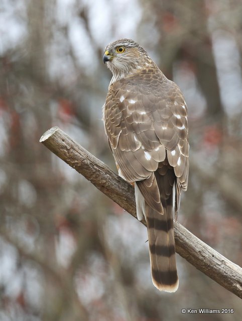 Cooper's Hawk juvenile, Rogers Co yard, OK, 1-25-16, Jpa_46166.jpg