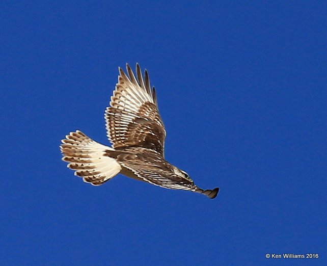 Ferruginous Hawk juvenile, Osage Co, OK, 1-28-16, Jpa_46720.jpg