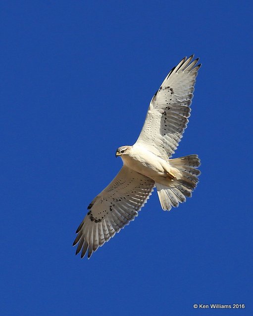 Ferruginous Hawk juvenile, Osage Co, OK, 1-28-16, Jpa_46737.jpg