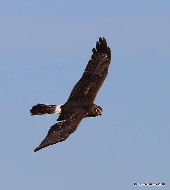 Norhern Harrier female, Noble Co, OK, 1-28-16, Jpa_46418.jpg