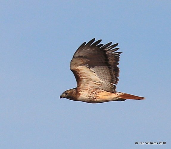 Red-tailed Hawk - Eastern subspecies adult, Noble Co, OK, 1-28-16, Jpa_46241.jpg