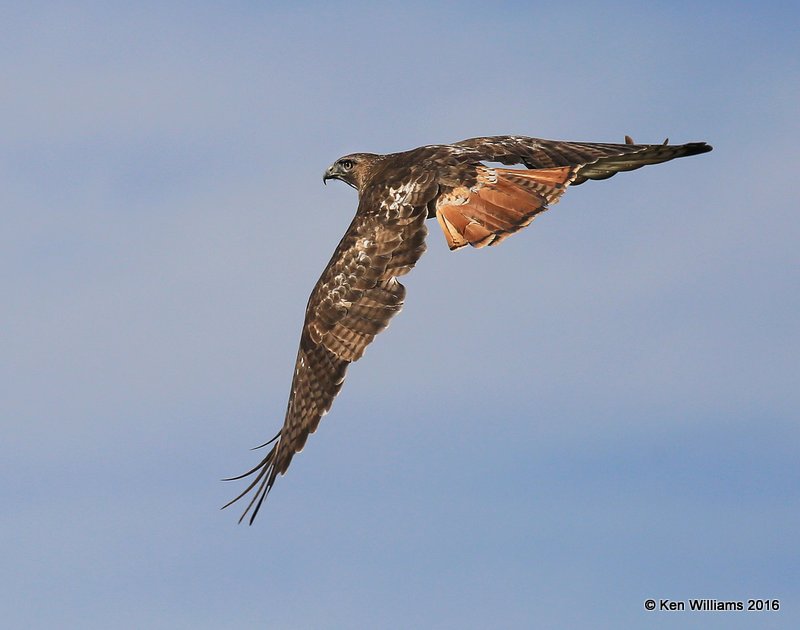 Red-tailed Hawk - Eastern subspecies adult, Noble Co, OK, 1-28-16, Jpa_46404.jpg