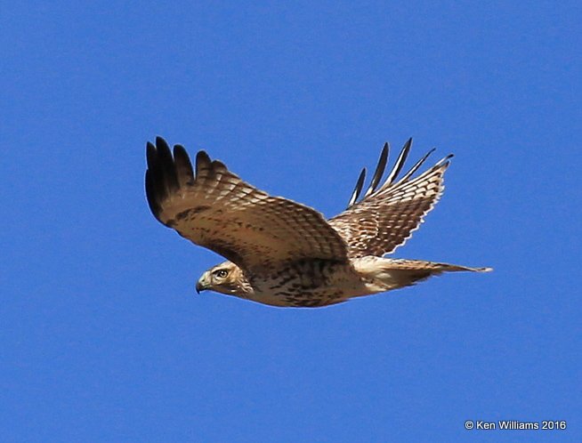 Red-tailed Hawk - Eastern subspecies juvenile, Noble Co, OK, 1-28-16, Jpa_46360.jpg