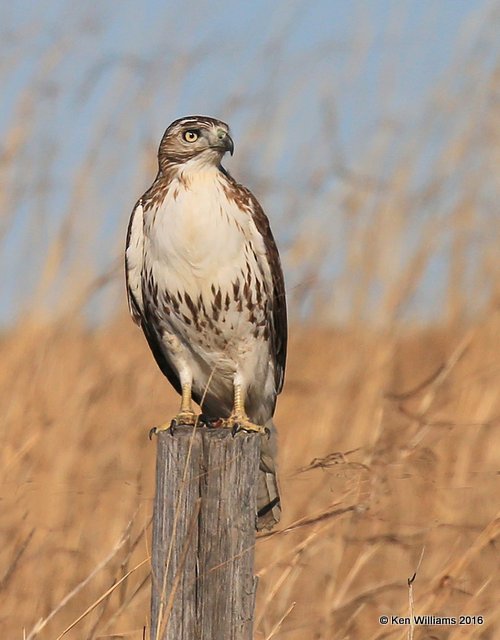 Red-tailed Hawk - Eastern subspecies juvenile, Osage Co, OK, 1-28-16, Jpa_46781.jpg