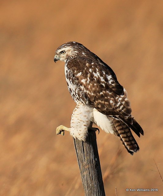 Red-tailed Hawk - Eastern subspecies juvenile, Osage Co, OK, 1-28-16, Jpa_46917.jpg