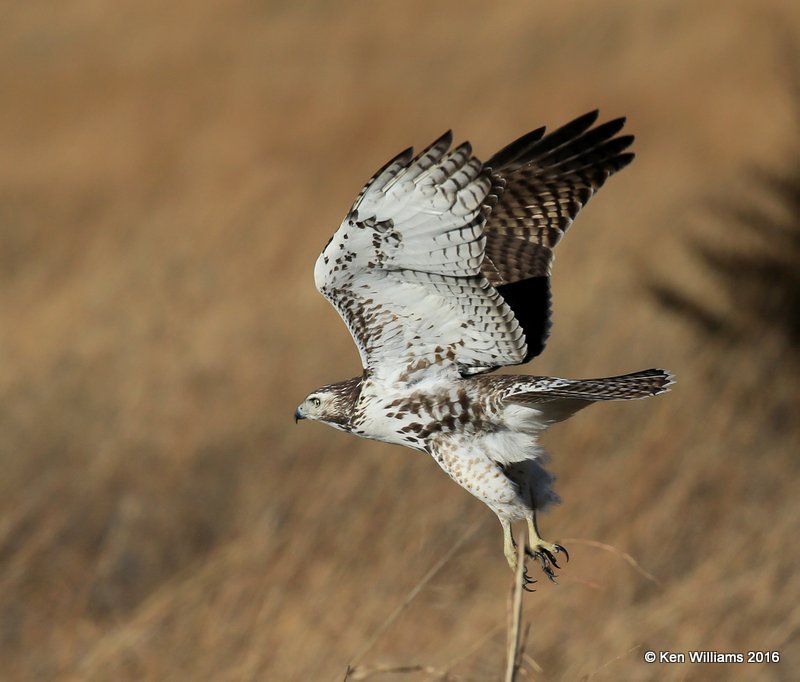 Red-tailed Hawk - Eastern subspecies juvenile, Osage Co, OK, 1-28-16, Jpa_46988.jpg