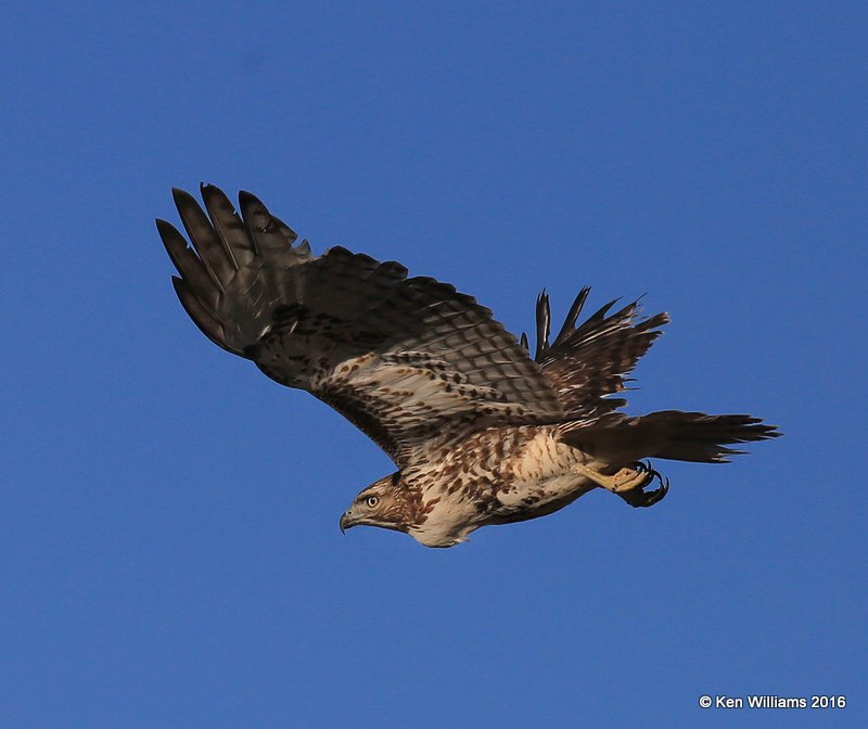 Red-tailed Hawk - Eastern subspecies juvenile, Osage Co, OK, 1-28-16, Jpa_47038.jpg
