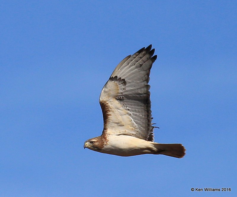 Red-tailed Hawk - Fuertes subspecies adult, Noble Co, OK, 1-28-16, Jpa_46301.jpg