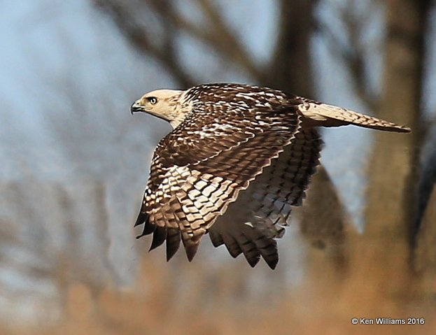 Red-tailed Hawk - Krider's juvenile, Osage Co, OK, 1-28-16, Jpa_46763.jpg