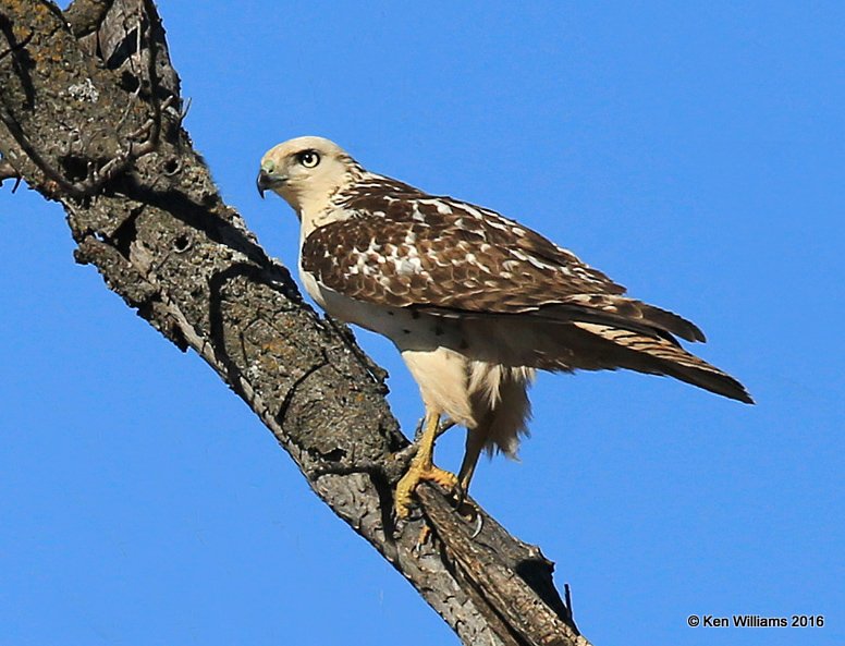 Red-tailed Hawk - Krider's juvenile, Osage Co, OK, 1-28-16, Jpa_46767.jpg