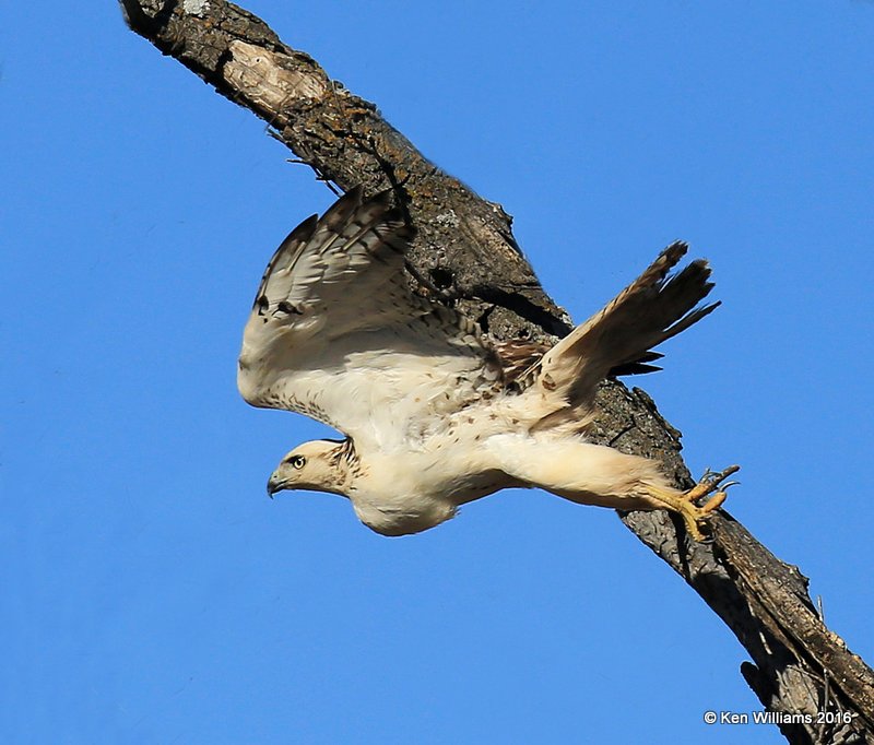 Red-tailed Hawk - Krider's juvenile, Osage Co, OK, 1-28-16, Jpa_46769.jpg