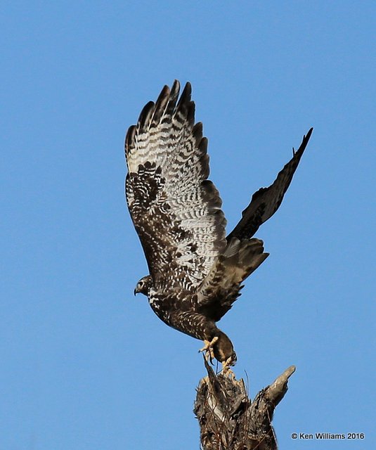Red-tailed Hawk - Harlan's subspecies adult, Noble Co, OK, 1-28-16, Jpa2_46527.jpg