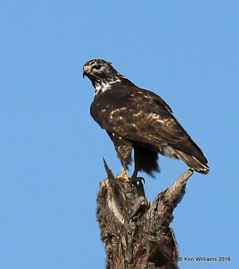 Red-tailed Hawk - Harlan's subspecies adult, Noble Co, OK, 1-28-16, Jpa_46525.jpg