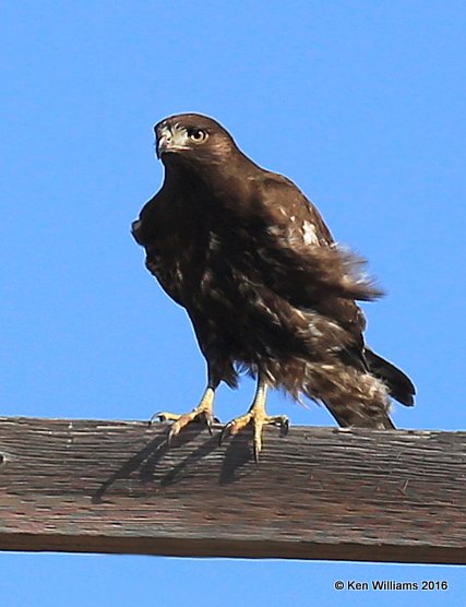 Red-tailed Hawk - Harlan's subspecies juvenile, Osage Co, OK, 1-28-16, Jpa_46640.jpg