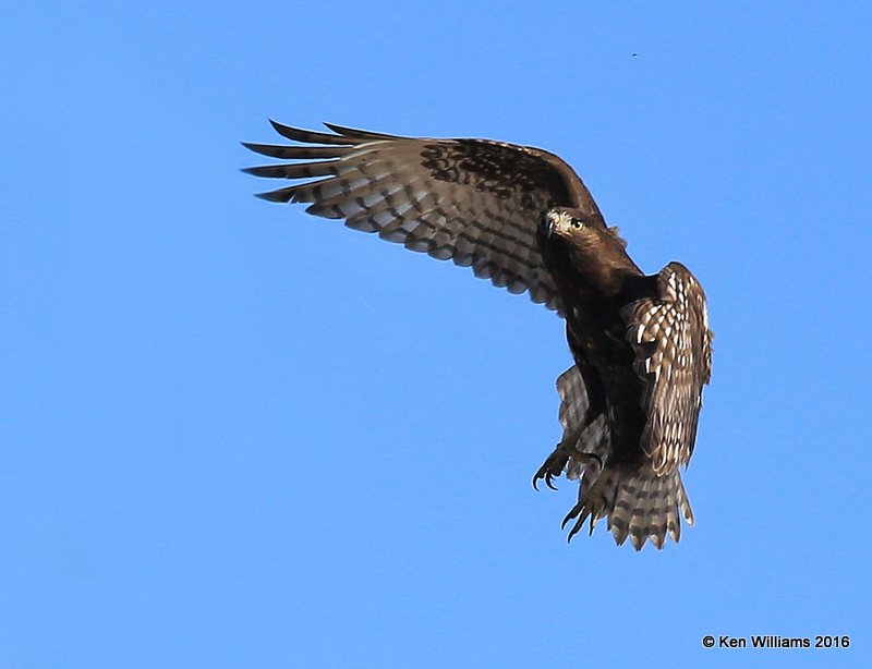 Red-tailed Hawk - Harlan's subspecies juvenile, Osage Co, OK, 1-28-16, Jpa_46650.jpg