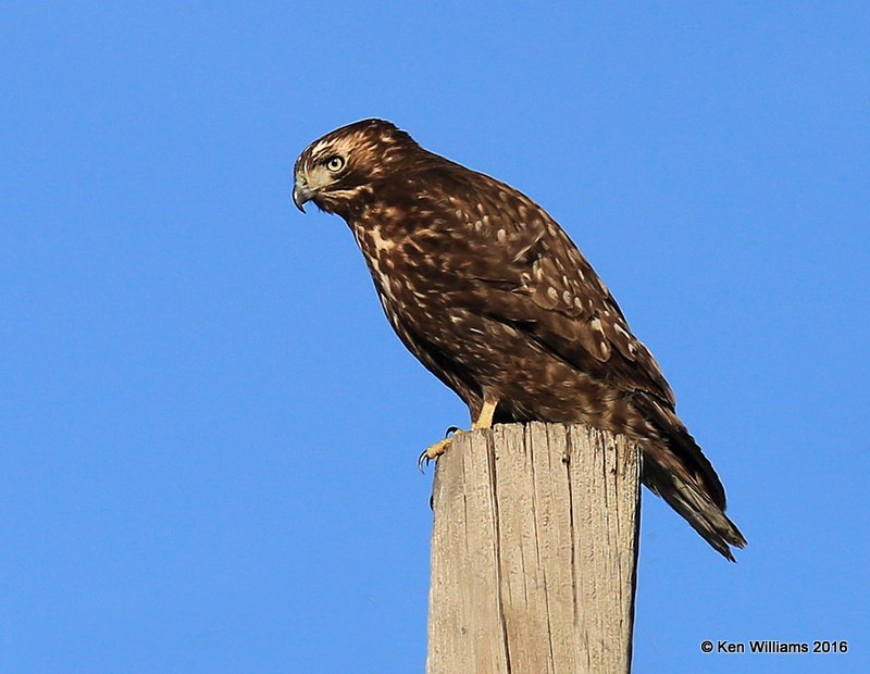 Red-tailed Hawk - Harlan's subspecies juvenile, Osage Co, OK, 1-28-16, Jpa_47134.jpg