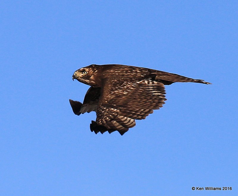 Red-tailed Hawk - Harlan's subspecies juvenile, Osage Co, OK, 1-28-16, Jpa_47163.jpg
