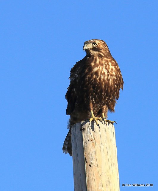 Red-tailed Hawk - Harlan's subspecies juvenile, Osage Co, OK, 1-28-16, Jpa_47229.jpg