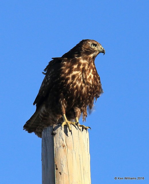 Red-tailed Hawk - Harlan's subspecies juvenile, Osage Co, OK, 1-28-16, Jpa_47255.jpg