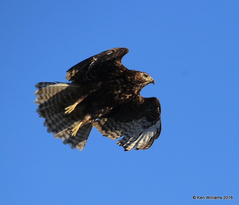 Red-tailed Hawk - Harlan's subspecies juvenile, Osage Co, OK, 1-28-16, Jpa_47259.jpg